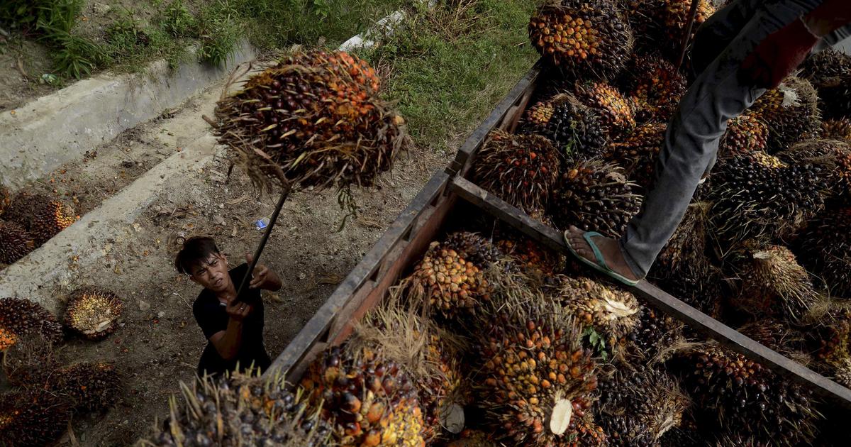 palm oil harvest